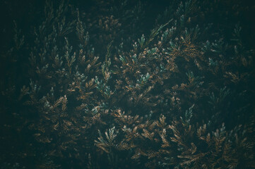 Fototapeta na wymiar Blurred dark brown-green abstract background. Thuja leaves.