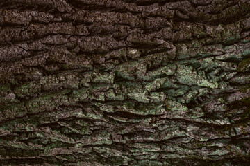 Embossed texture of the bark of pine. Background wood texture.