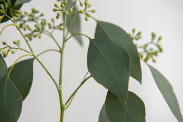 Obraz premium Gum Eucalyptus Leaves with White Background