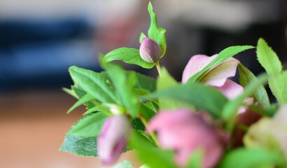 クリスマスローズの花束