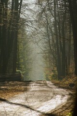 Obraz premium beautiful forest path in summer