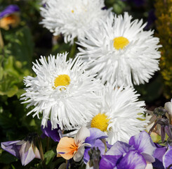 Bellis perennis oder Gänseblümchen 'Pomponette' oder weiß Tausendschön. Ein hübscher Frühlingsblüher
