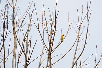 Alone little bird sitting on the branch tree. selective focus