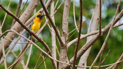 A little bird on the tree, blurred background