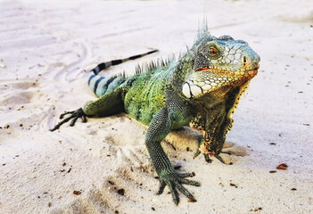Iguana on a beach in Curacao