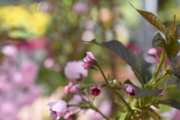 dunkellaubige Zierkirsche 'Royal Burgundy'