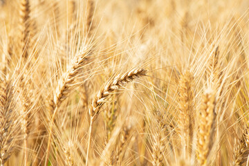 Wheat field. Ears of golden wheat close up