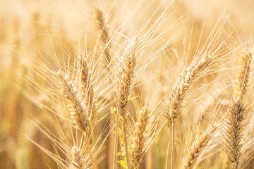 Fototapeta premium Wheat field. Ears of golden wheat close up