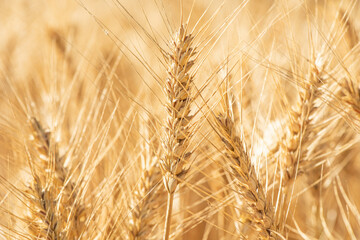Fototapeta premium Wheat field. Ears of golden wheat close up
