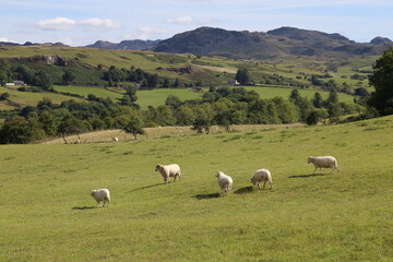 A sunny rural view looking towards Blaenau Ffestiniog in Gwynedd, Wales, UK.