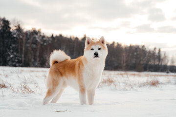 Akita inu dog walking in snowy winter landscape