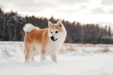 Akita inu dog walking in snowy winter landscape