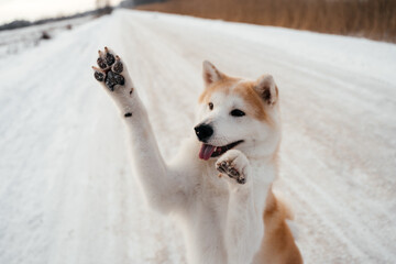 akita dog in snow