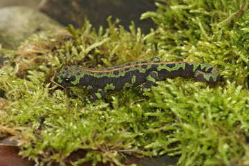 Full body closeup of a terrestrial juvenile marbled newt, Triturus marmoratus on green moss