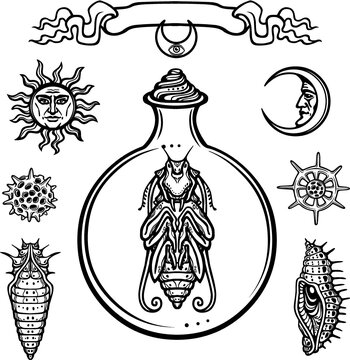 Set of alchemical symbols. Origin of life. Larva of a bug in a test tube. Religion, mysticism, occultism, sorcery.Vector illustration isolated on a white background.