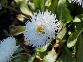 Gänseblümchen 'Pomponette' weiß (Bellis perennis) mit ihren gekräuselten Blütenblättern © Marc