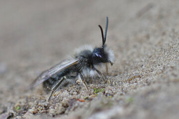 Closeup of a male of the endangered dawn mining bee , Andrena nycthemera posed on the ground waiting for the next stroke of sun