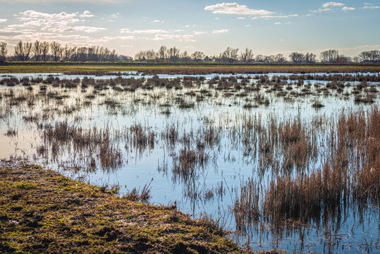 Reed plants and rushes in a swampy Dutch landscape. The photo was taken in a nature reserve in the province of Gelderland on a sunny day at the end of the winter season.