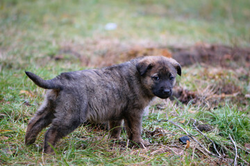 littl puppi, in the cold season, in autumn or early spring. hungry stray dog. domestic animal. mongrel, cute dog stands on the street. beautiful dog, homeless. dog looking at the camera