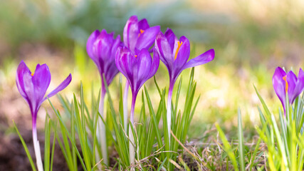 Springtime. Purple crocus flowers