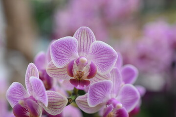 Fototapeta na wymiar Schmetterlins-Orchidee