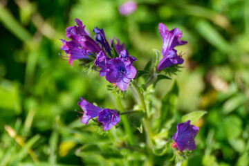 Violet colored flower called palomina. Its scientific name echium plantagineum.