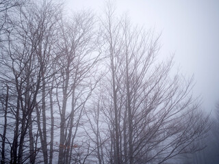 Fir trees covered with snow in a ski resort