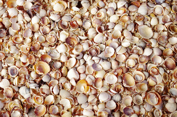 Marine background from seashells.