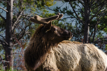 Fototapeta premium Bull Moose, a young animal eating green grass during a rain on the roadside, US