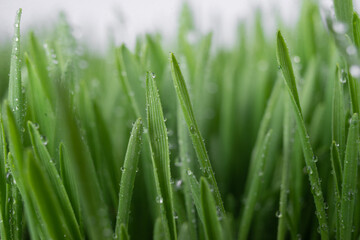 Fototapeta na wymiar Lush juicy green grass in the meadow with water dew drops. macro close-up. A beautiful artistic image of the purity and freshness of nature,