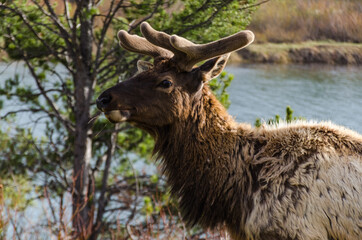 Fototapeta premium Bull Moose, a young animal eating green grass during a rain on the roadside, US