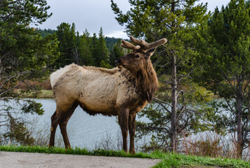 Bull Moose, a young animal eating green grass during a rain on the roadside, US