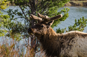Fototapeta premium Bull Moose, a young animal eating green grass during a rain on the roadside, US