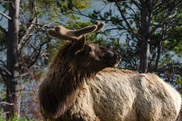Bull Moose, a young animal eating green grass during a rain on the roadside, US