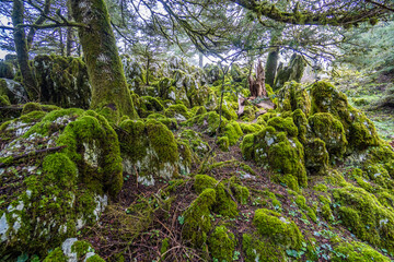 Dense foliage on mountain Ainos in Kefalonia, Greece. Rocks and tree trunks covered by moss