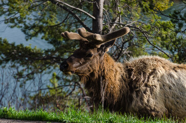 Naklejka na ściany i meble Bull Moose, a young animal eating green grass during a rain on the roadside, US