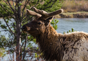 Fototapeta premium Bull Moose, a young animal eating green grass during a rain on the roadside, US
