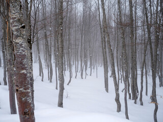 Obraz premium Fir trees covered with snow in a ski resort