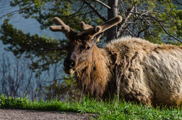 Fototapeta premium Bull Moose, a young animal eating green grass during a rain on the roadside, US