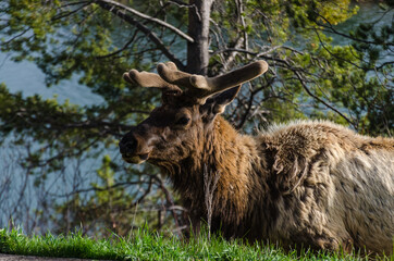 Bull Moose, a young animal eating green grass during a rain on the roadside, US
