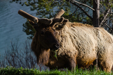 Bull Moose, a young animal eating green grass during a rain on the roadside, US