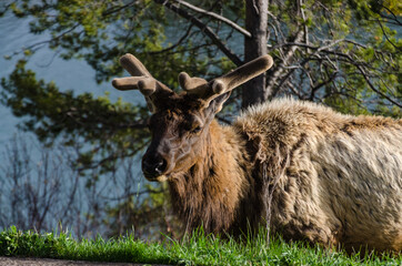 Bull Moose, a young animal eating green grass during a rain on the roadside, US