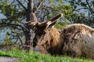 Bull Moose, a young animal eating green grass during a rain on the roadside, US