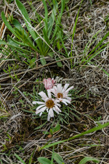 Wild flowers of an early flowering plant in spring in Wyoming, US