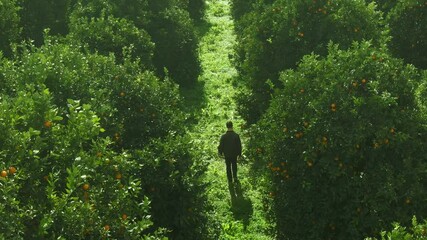 citrus tree farm aerial view. growing and harvesting citrus trees. citrus production, fruit farming in South Africa. farmer walking along raws of fruit trees. growing of fruit crops
