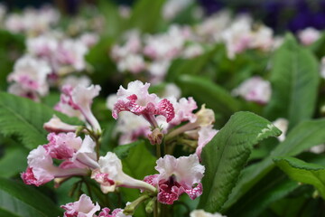 Obraz premium Drehfrucht