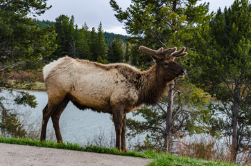 Bull Moose, a young animal eating green grass during a rain on the roadside, US