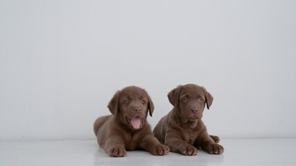 Two brown labrador puppies lying on floor at home