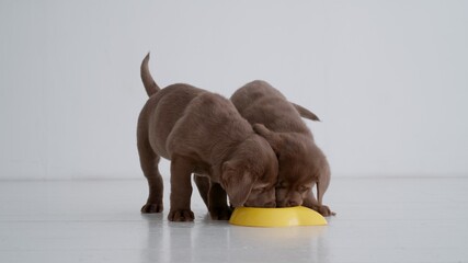 Portrait of two brown labrador puppies eating dog food from yellow bowl in room