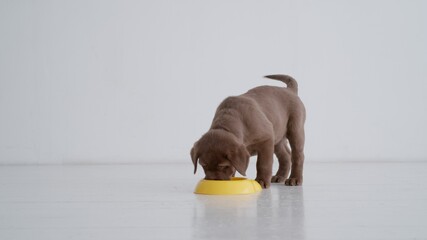 Brown labrador puppy eating on a floor at home